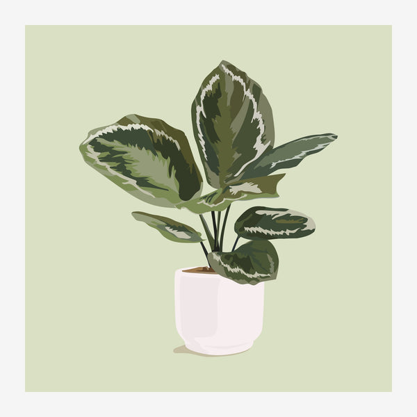 Plante panachée vert sauge en illustration botanique — Toile sur châssis
