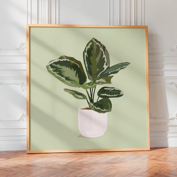 Plante panachée vert sauge en illustration botanique — Poster HP mat