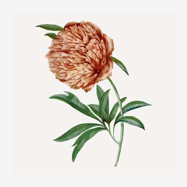 Pivoine terracotta style botanique illustré — Toile sur châssis