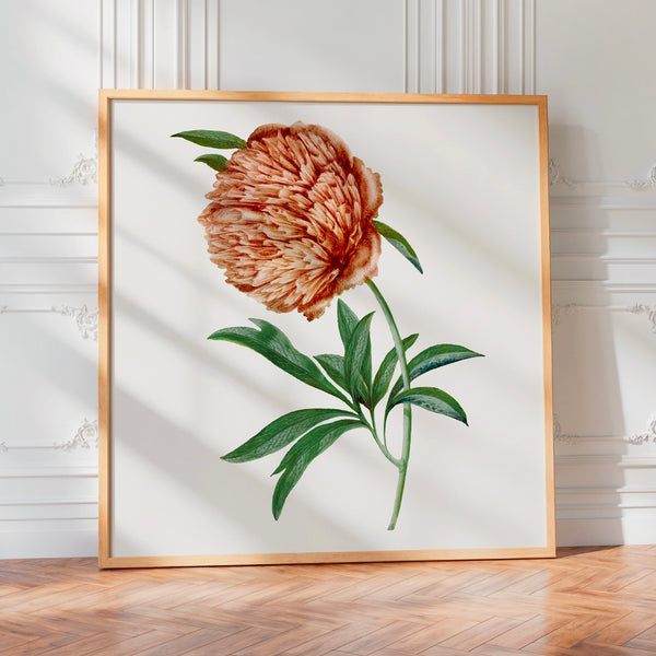 Pivoine terracotta style botanique illustré — Poster HP mat
