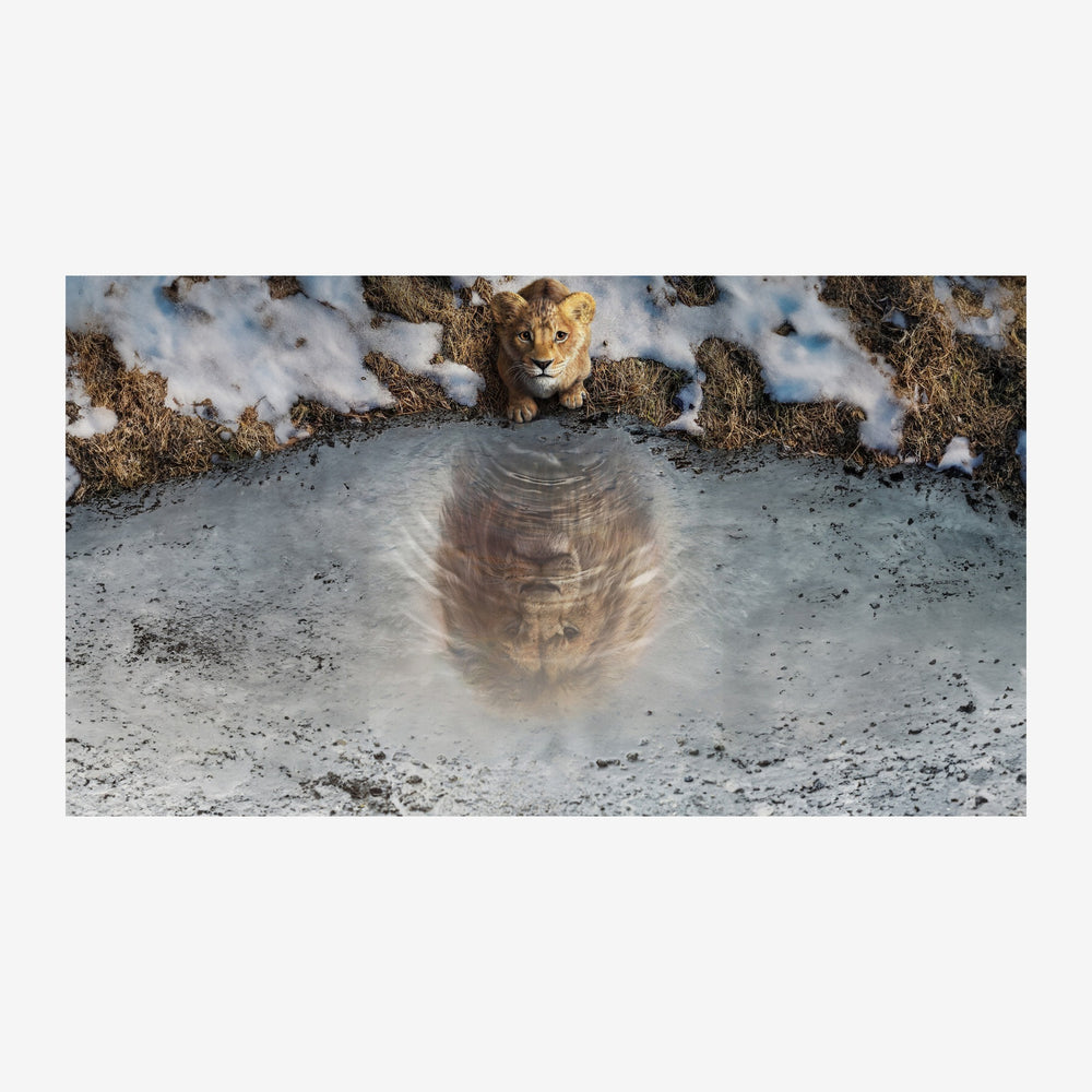 Un jeune lion regarde vers la caméra tandis qu'un nuage de poussière révèle le profil d'un autre lion en superposition.