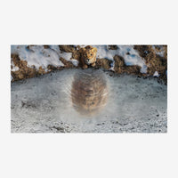 Un jeune lion regarde vers la caméra tandis qu'un nuage de poussière révèle le profil d'un autre lion en superposition.