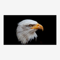 Portrait d'un aigle à tête blanche de profil, aux yeux dorés perçants et au bec jaune-orange, détaché sur un fond noir.