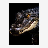 Portrait rapproché d'un crocodile de profil sur fond noir, montrant sa texture écailleuse, son œil ambré et ses dents.