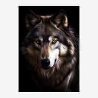 Portrait d'un loup aux yeux ambrés regardant vers l'avant, pelage gris-brun sur fond noir.