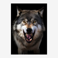 Portrait frontal d'un loup aux yeux jaune-doré, pelage gris et blanc, bouche légèrement ouverte, sur fond noir.