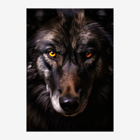 Portrait rapproché d'un loup aux pelage noir et gris, aux yeux jaune d'or intenses, sur fond noir.