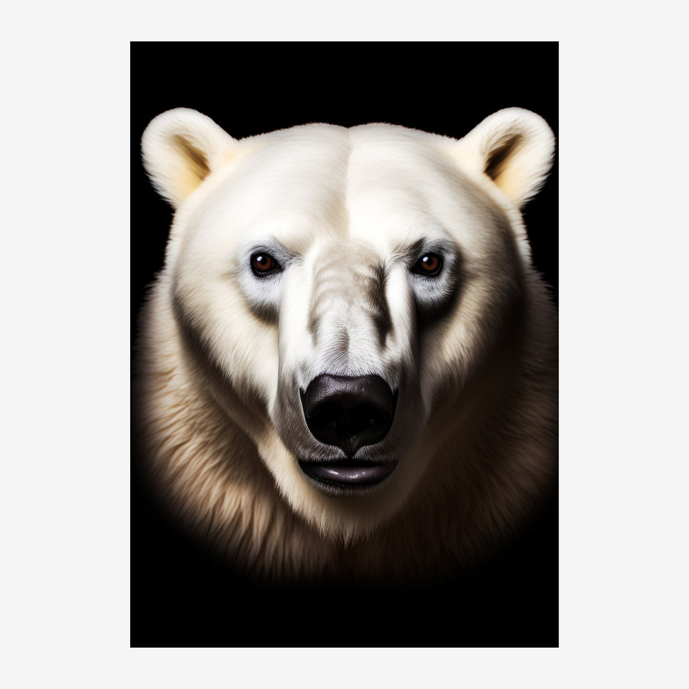 Portrait frontal d'un ours blanc avec pelage blanc crème et museau noir sur fond noir intense.