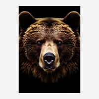 Portrait rapproché d'un ours brun face à la caméra sur fond noir, avec des yeux bleus et une fourrure marron clair.
