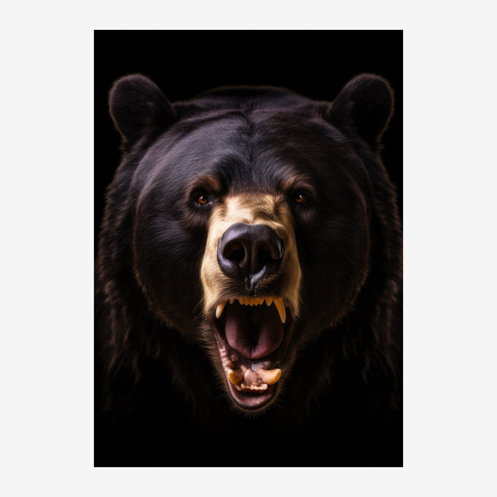 Portrait en gros plan d'un ours noir la gueule ouverte, museau clair et yeux ambrés, sur fond noir.