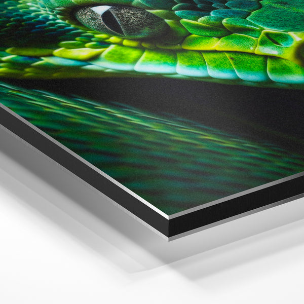Portrait de serpent vert et noir, regard perçant — Aluminium Dibond