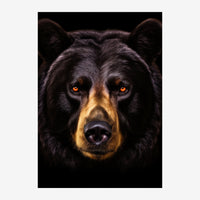 Portrait en gros plan d'un ours noir aux yeux ambre brillants, avec des reflets dorés sur le museau, sur un fond noir.
