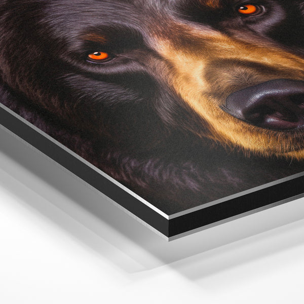 Ours noir aux yeux ambre, portrait réaliste — Aluminium Dibond