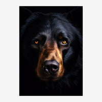 Portrait frontal d'un chien au pelage noir avec des reflets gris, aux yeux ambrés brillants, museau brun clair, sur fond.