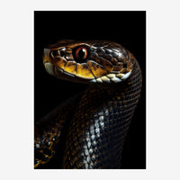 Portrait en gros plan d'un serpent au corps écaillé noir et doré, la tête tournée vers la gauche, sur fond noir uni.