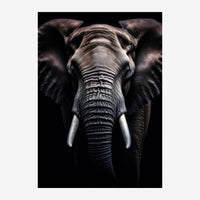 Portrait en gros plan d'un éléphant regardant vers l'avant, ses défenses blanches visibles, sur un fond noir.
