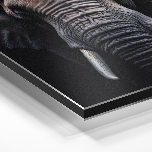 Éléphant noir et blanc, portrait frontal — Aluminium Dibond