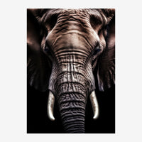 Portrait frontal en gros plan d'un éléphant aux défenses ivoires visibles, photographié en noir et blanc sur fond sombre.