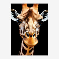 Portrait frontal d'une girafe aux tons caramel clair, sur fond noir, regard direct vers le spectateur.