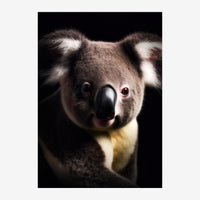 Portrait en gros plan d'un koala regardant l'objectif, aux yeux expressifs et nez noir, sur fond noir.