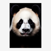 Portrait frontal d'un panda aux yeux sombres fixes, tête centrée sur fond noir, fourrure blanche et noire contrastée.