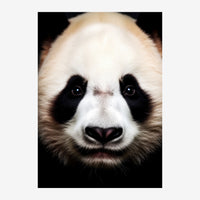 Portrait rapproché d'un panda au museau blanc et aux masques oculaires noirs intenses, sur fond noir.