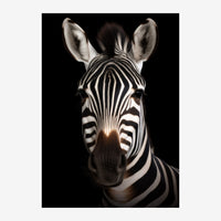 Portrait frontal en gros plan d'un zèbre sur fond noir, avec ses rayures blanches et noires très contrastées et ses grandes.