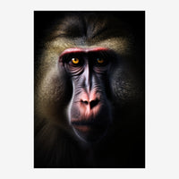 Portrait frontal d'un mandrill aux yeux orange doré, museau rose et mauve, fourrure grise sur fond noir.