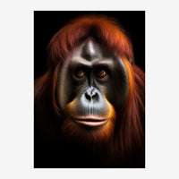 Portrait d'un orang-outan au masque facial noir et blanc contrasté, avec une épaisse fourrure roux-brun, sur fond noir.