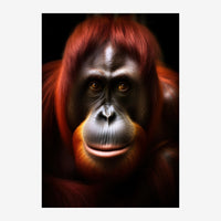 Portrait en gros plan d'un orang-outan aux cheveux roux vif et au visage noir et blanc, aux yeux ambrés intenses, sur fond.