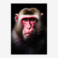 Portrait d'un primate au visage rose et blanc encadré de fourrure grise, aux yeux dorés intenses, sur fond noir.