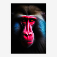 Portrait en gros plan d'un mandrill au visage souligné de rose vif et bleu sur un fond noir, style pop art avec yeux.