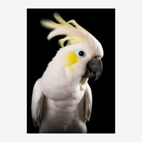 Portrait en profil d'un cacatoès blanc aux plumes jaunes sur la crête et les joues, sur un fond noir uni.