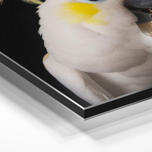 Cacatoès blanc et jaune, portrait noir et blanc — Aluminium Dibond