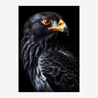 Portrait rapproché d'un aigle au plumage noir et gris, aux yeux dorés brillants et au bec orange, sur fond noir.