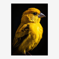 Portrait d'un petit oiseau aux plumes jaune vif et aux ailes noires, de profil sur un fond noir.
