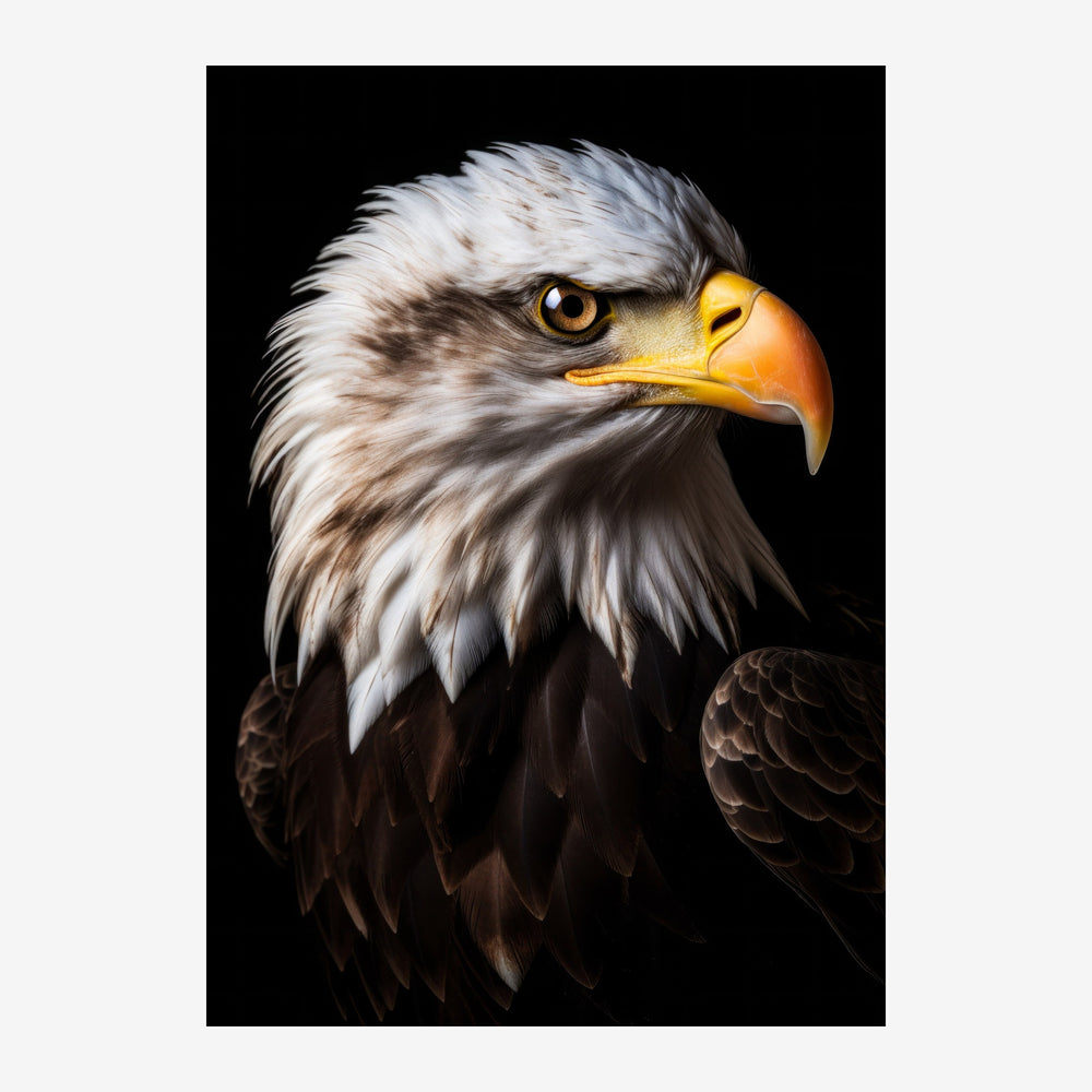 Portrait en gros plan d'un aigle royal, tête blanche au bec doré, plumage brun foncé, sur fond noir.