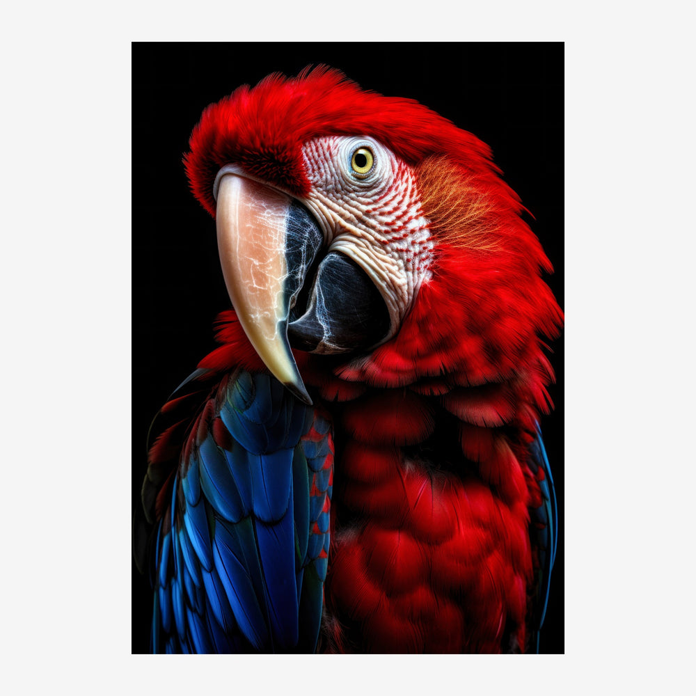 Portrait en gros plan d'un ara rouge et bleu sur fond noir, avec un bec crème et un œil jaune intense.
