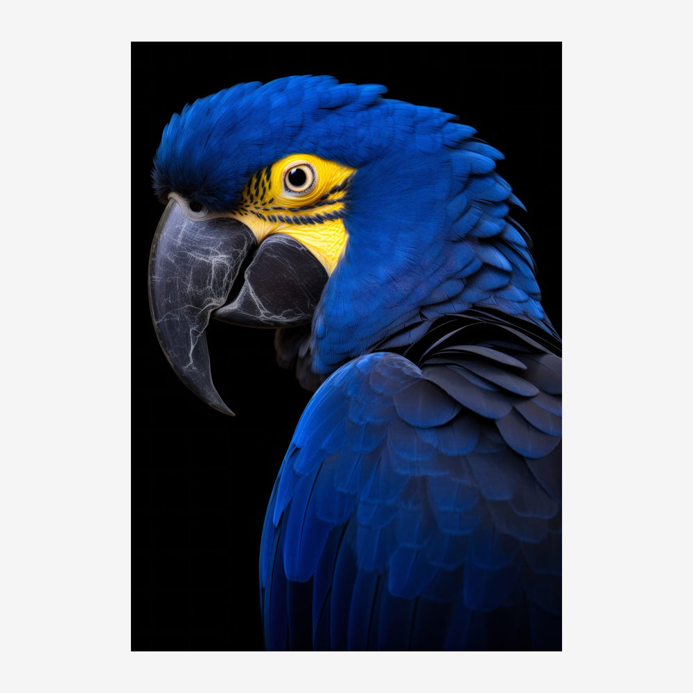 Portrait en gros plan d'un ara bleu et or de profil sur fond noir, affichant son bec courbe et son regard intenses.