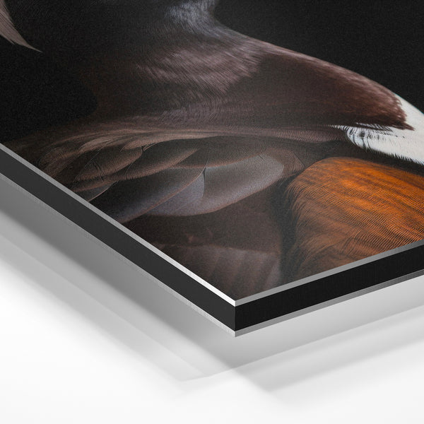 Canard aux yeux rouges, portrait noir et blanc — Aluminium Dibond