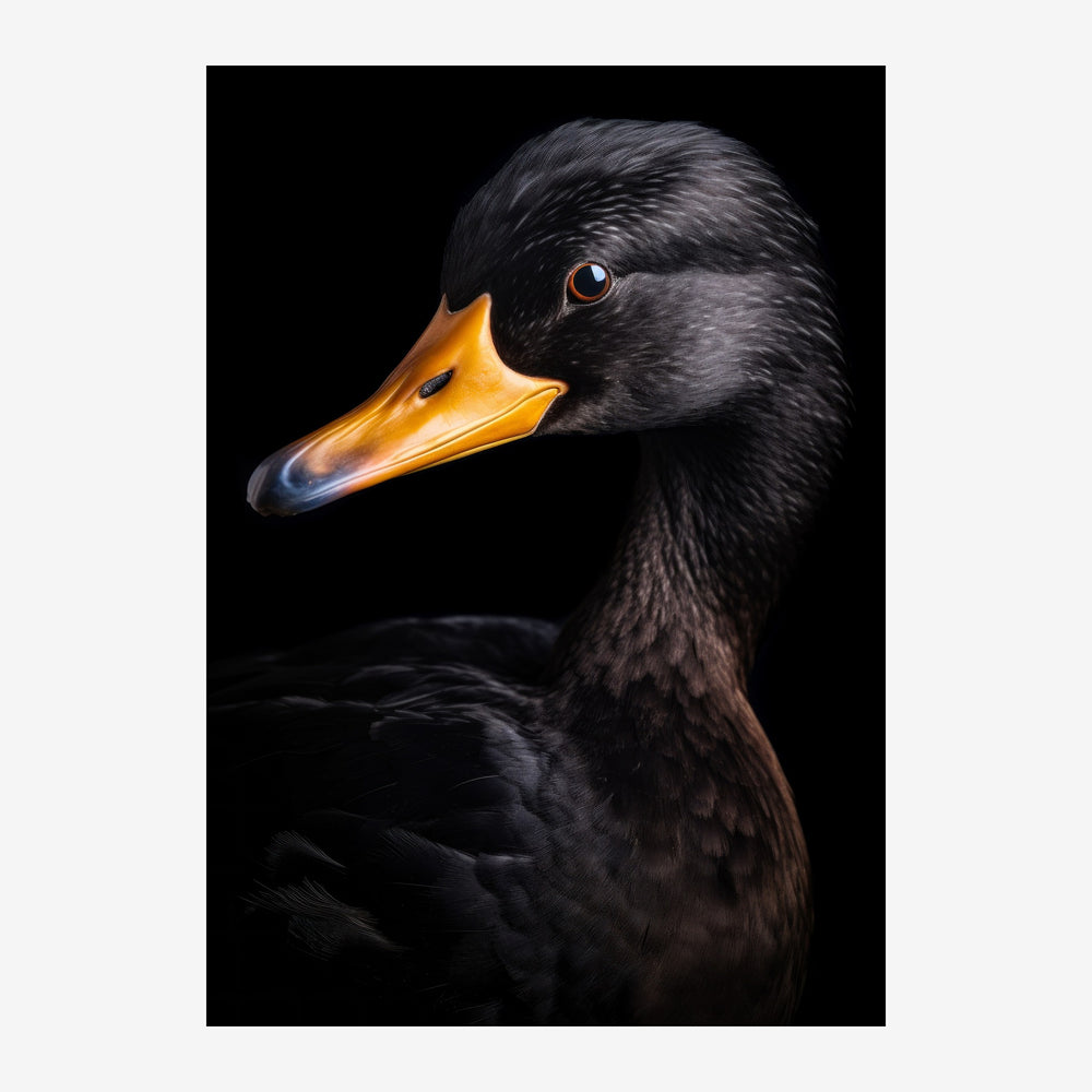 Portrait détaillé d'un canard noir de profil, au bec doré lumineux, sur fond noir.