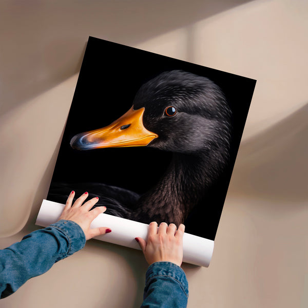Canard au bec doré, portrait noir et blanc — Poster HP mat