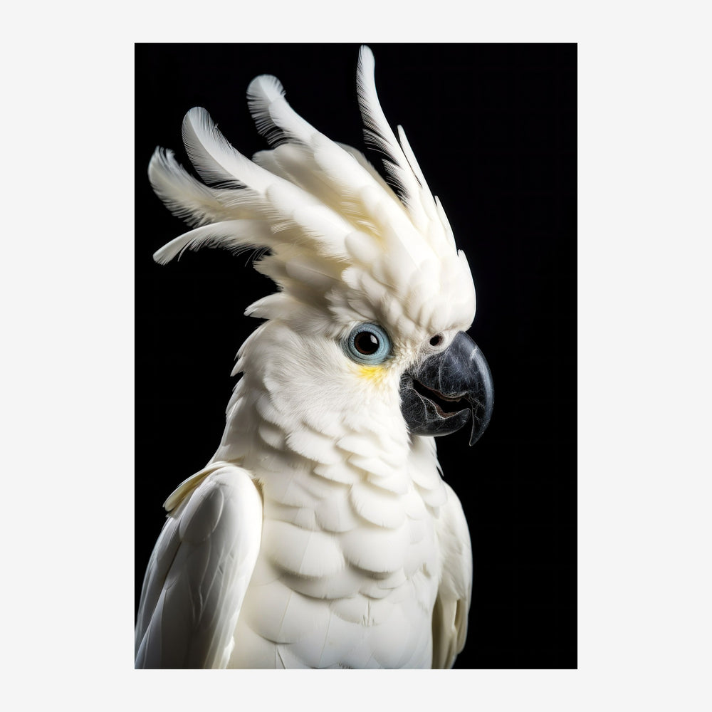 Portrait en gros plan d'un cacatoès blanc aux plumes dressées sur la crête, présenté sur fond noir, avec un bec noir et des.