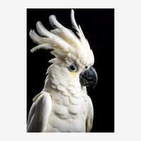 Portrait en gros plan d'un cacatoès blanc aux plumes dressées sur la crête, présenté sur fond noir, avec un bec noir et des.