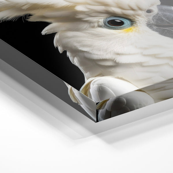 Cacatoès blanc et noir, portrait d'oiseau — Verre acrylique