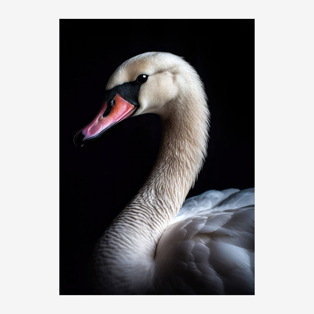 Portrait en gros plan d'un cygne de profil avec plumage blanc, cou alongé et bec rose et noir sur fond noir.
