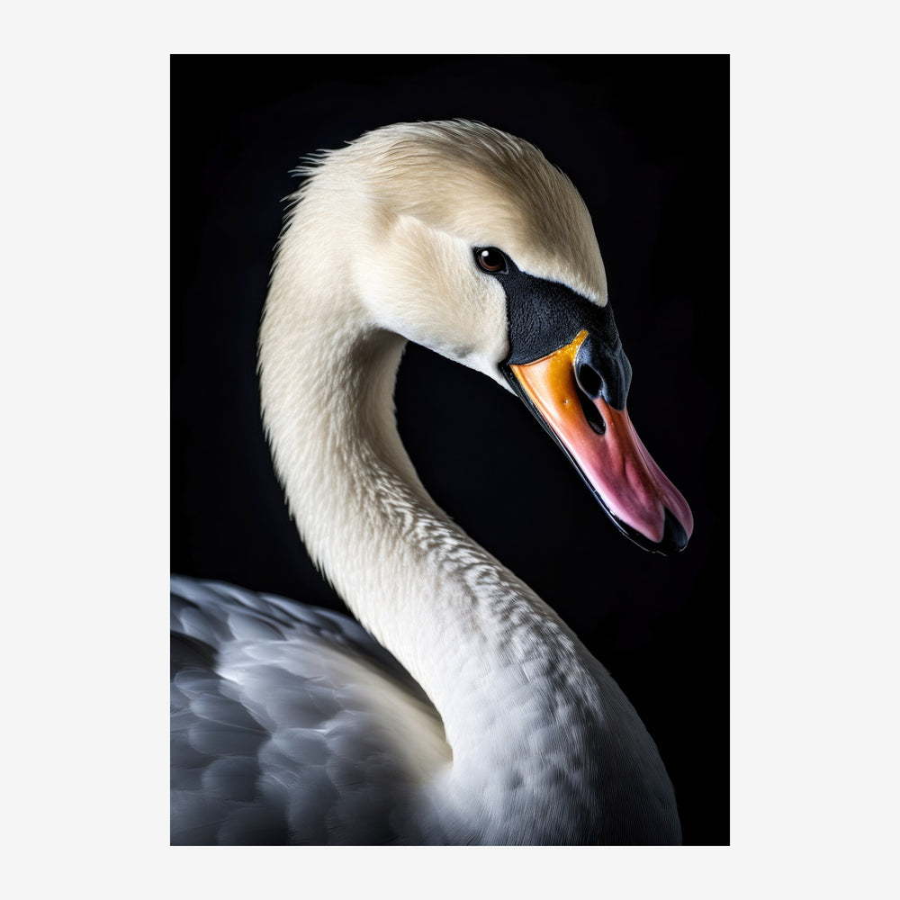 Portrait d'un cygne au plumage blanc et noir, de profil, sur un fond noir.
