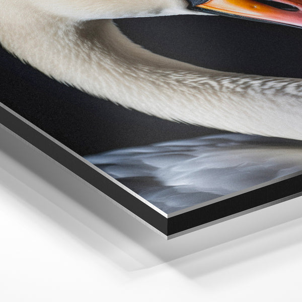 Cygne blanc et rose, portrait animalier noir — Aluminium Dibond