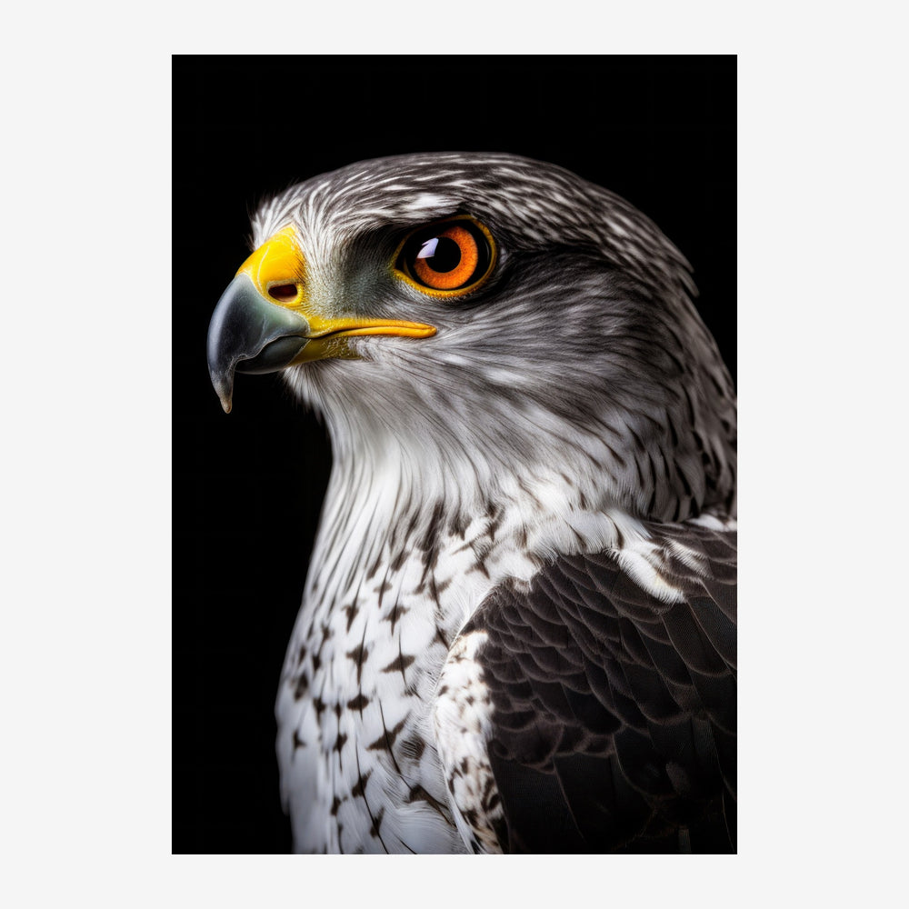 Portrait en profil strict d'un aigle à tête blanche, yeux orange éclatant, plumage noir et blanc sur fond noir.
