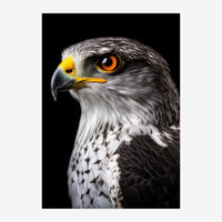 Portrait en profil strict d'un aigle à tête blanche, yeux orange éclatant, plumage noir et blanc sur fond noir.